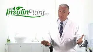 Insulin Plant - The Ultimate Blood Sugar Support