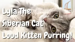 Siberian Kitten's First Day Home: LOUD Purring!