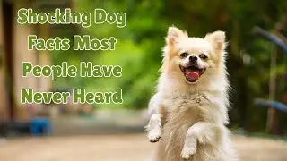 Shocking Dog Facts Most People Have Never Heard