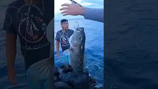 More Uku's on da Slide!! #grey #jobfish #uku #ulua #gt #slide #hawaii #fishing #shorecasting