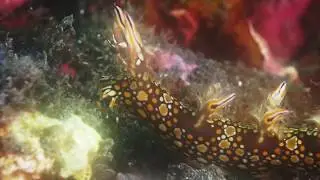Bornella anguilla, un nudibranche nageur,