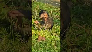 Monkey video  #babymonkey #monkeylove #amazing #foryou #love
