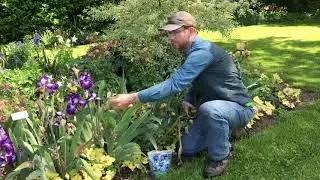 How to Care for Iris: Post-Bloom Season