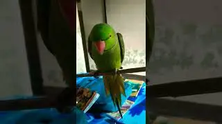 mithu#parrot​#funny​ #talkingparot​#greenparrot​ #talkingparrot​#birds​#mitthu​ #parrottalking​mithu