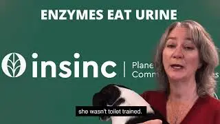 How Does an Enzyme Cleaner Work on Pet Urine?