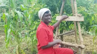 The Faith and Actions you need to farm Avocados in Semi Arid areas.
