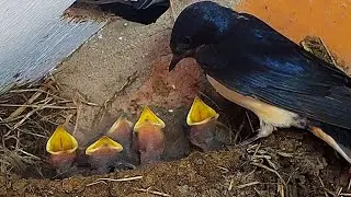 Barn swallow delivers beetle for hungry beaks | Discover Wildlife | Robert E Fuller