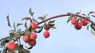 Beijing International Horticultural Expo: Fruit garden tour during harvest season