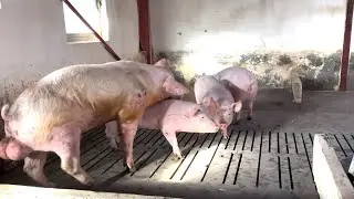 Mastering Hoof Trimming Techniques for Large-Scale Pig Farms #WITHME