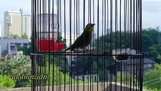 pancingan pleci gemercik air merangsang pleci 100% bunyi #pleci #plecimania #kicaumania #video #fyp