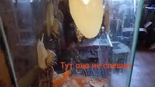 ЗНАЕТЕ КАК УЗНАТЬ??? СПИШИТ УЛИТКА 🐌???ИЛИ НЕТ??  you know how to find out ??? спишит snail 🐌 ???