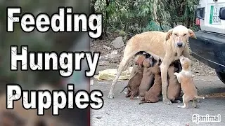 feeding eleven hungry puppies | they are waiting little mama to give milk