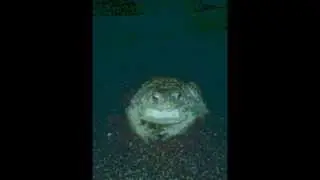 Bloated Toad Manure Road
