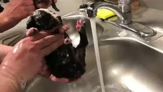 10 Little Puppies get a bath - Stray Rescue of St.Louis