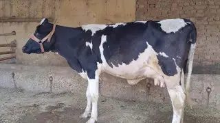 beautiful Australian Frizan cross cow for sale in Pakistan on YouTube 04/11/2022