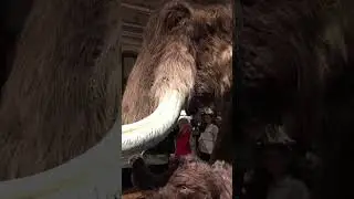 Реалистичная копия мамонта❤️ realistic replica of a mammoth #шерстистый #битваслонов