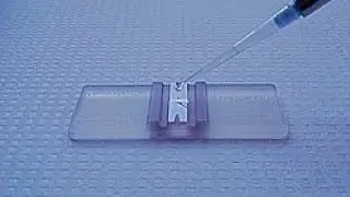 Cell count using a Hemocytometer # cell culture basics # Manual method # Biotechnology 