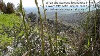 Il Tralcio