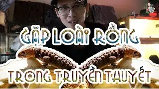 Rồng đen mắt đỏ đáng yêu | Pet DRAGON - Red Eyed Crocodile Skink| WILDVN TV| WILDVN TV