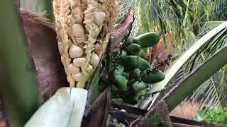 Bồi bùn cho dừa xiêm lục