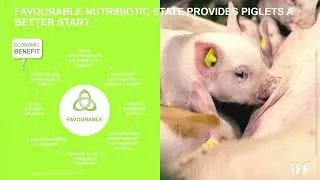 Gut Health - 9 March - Live at VIV Asia
