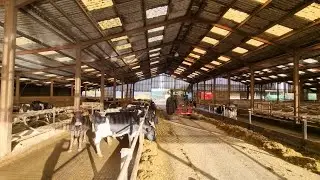 Big TB TEST on our biggest unit! Check out this DAIRY farm