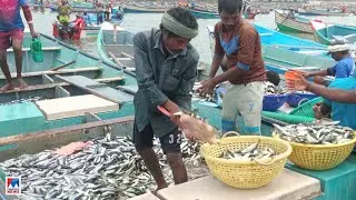വിഴിഞ്ഞത് ചാകരക്കൊയ്ത്ത്; മീനിന് വിലയില്ല; നിരാശ| Vizhinjam | Fish