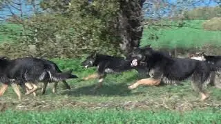Sch&auml;ferhunde gerader R&uuml;cken