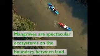 International Day for the Conservation of the Mangrove Ecosystem