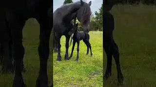 the horse | #short #animals #viral #2022 #tiktok