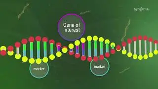 Breeding varieties to combat disease