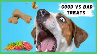 Choosing The Best Dog Training Treats | The Best Dog Training Treats for Positive Dog Training