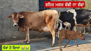 ਰੱਬ ਨੇ ਧੱਕਾ ਕੀਤਾ ਵੱਛੀ ਨਾਲ ਨਾਂ ਵੱਛਾਂ ਨਾ ਵੱਛੀ😭😭😭 ਦੋ ਜਰਸੀਆ ਵਹਿੜਾ ਇੱਕ Hf ਵਹਿੜ ਮਗਰ ਵੱਛੀ ।