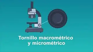 36.La ventana al mundo microsc&oacute;pico