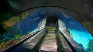 Odysea Aquarium spooky escalator