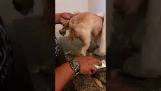 Video 3 caes bravos em pet shop