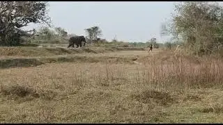 Elephant attack at Dhenkanal District