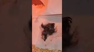Hatching silkie egg! we got 2 new baby chicks 🥚 🐔 🐓