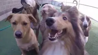 Welcome to Fetch n' Catch!