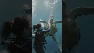 This Woman Saved a Turtle&rsquo;s Life