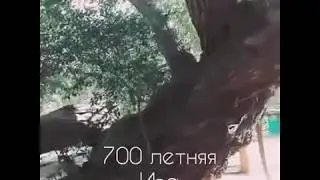 700 летняя Ива #greatnomads