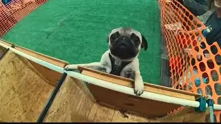 Bluegrass PugFest makes new home in Louisville