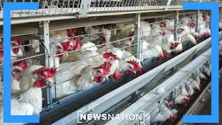 Bird flu outbreaks in 2014-2015 cost $3 billion | Morning in America