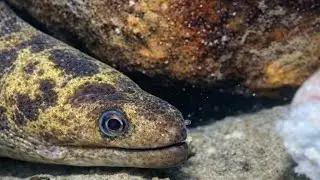 Hunting for sea eels, lobsters, and crabs in the sea.