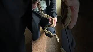 boa imperator vpi motley.deviendra grand ou petit? #snake