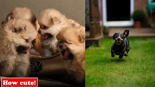 Super Cute Animals Video Compilation | Cat | Dog | Bat | Mouse [2021 HD] - Part 4