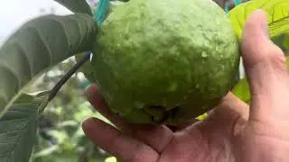 Xin chia sẻ cách trồng cây ổi, và quít nhiều trái..! 