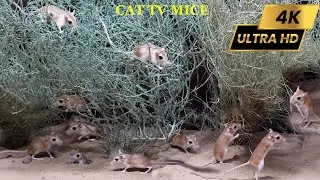 Cat TV Mice 🐭 | Real Desert Mice Digging Burrows & Playing Together | 4K Ultra HD