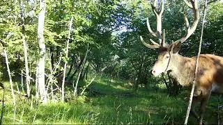 CERVI MASCHI IN DIVERSE STAGIONI (APPENNINO EMILIANO)
