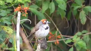 Cabanis&acute;s Ground-Sparrow / Pinz&oacute;n Cafetalero (Melozone cabanisi)